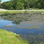 Tranquil Pond, Lost NAPA Driver